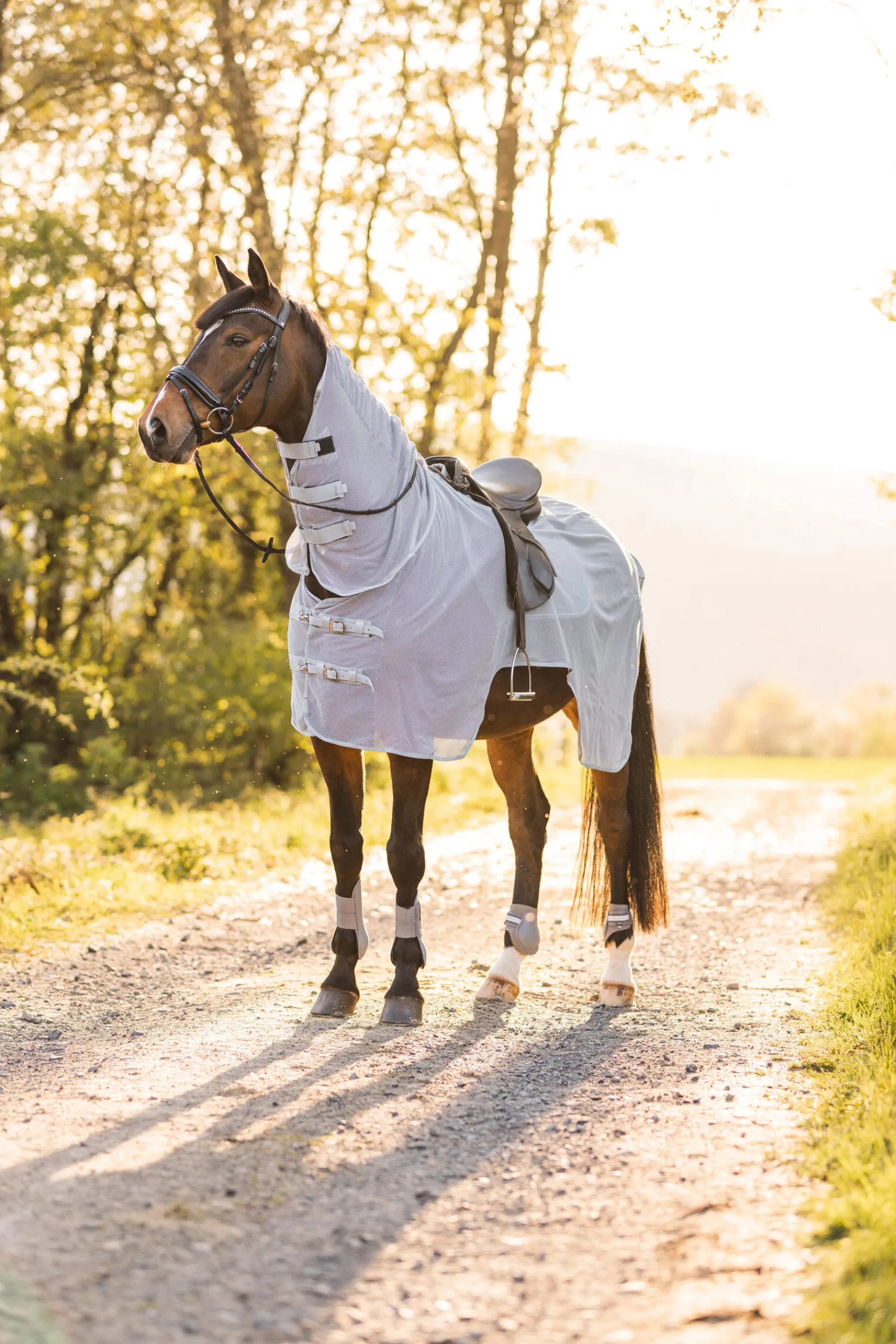 Hot Orleans Fly Riding Rug Fly Rugs|Fly Rugs