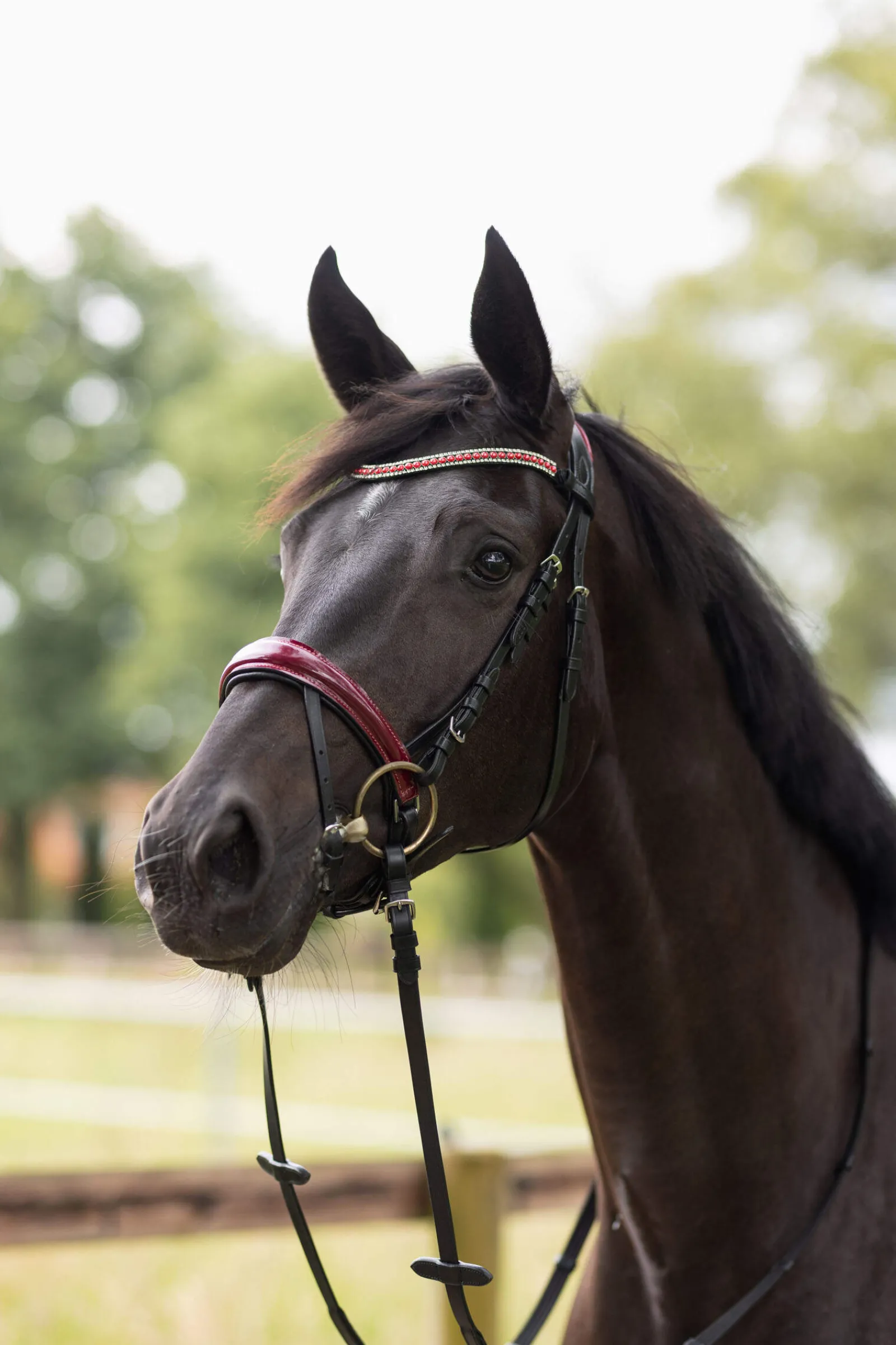 Best Physical Sophistication Bridle Pony Bridles & Halters|Bridles & Nosebands