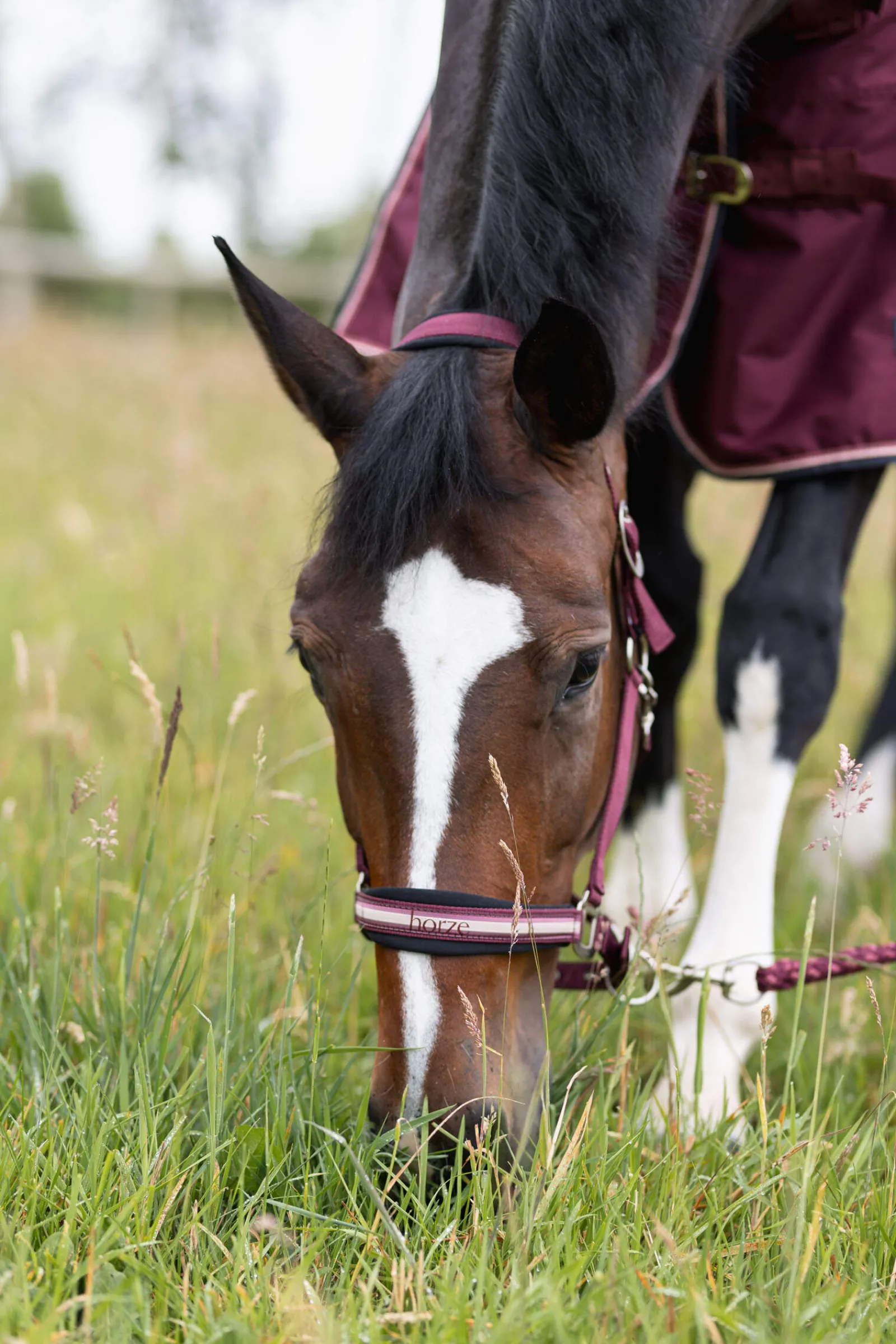 Outlet Physical Sophistication Halter Set Headcollars & Halters