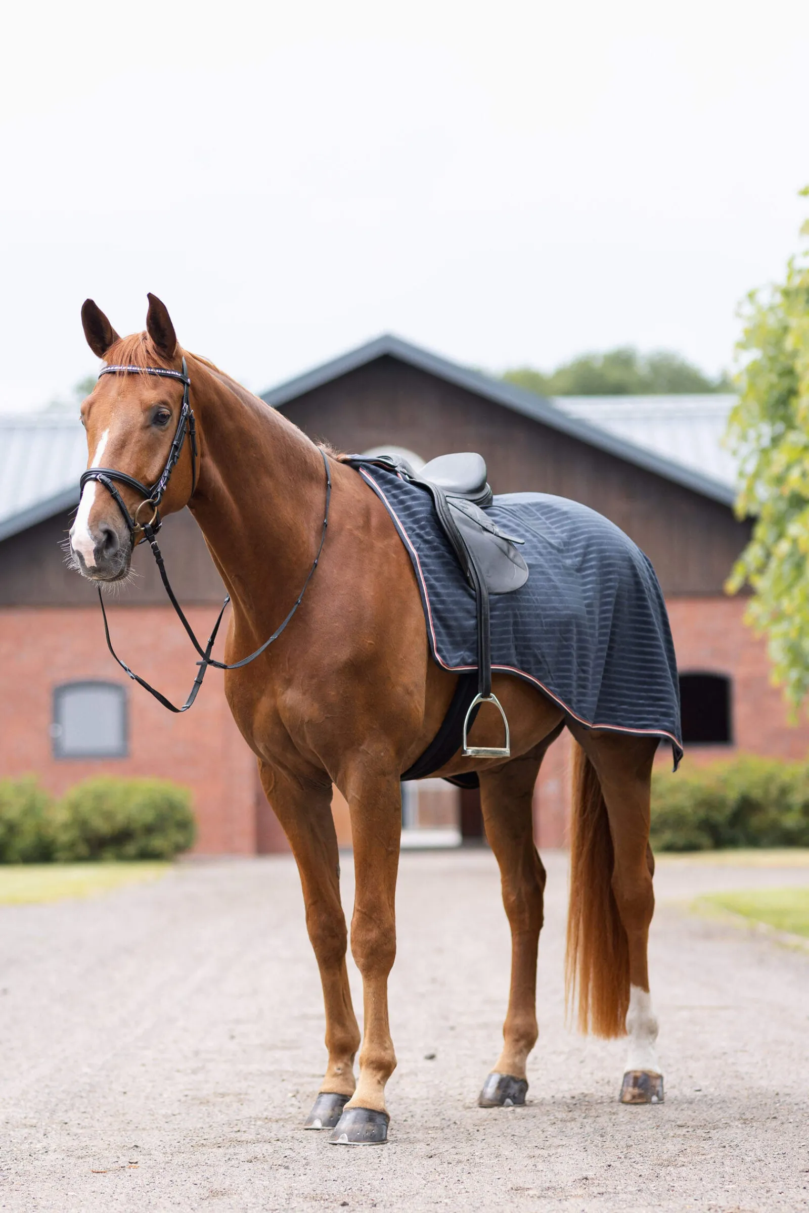 Fashion Physical Sophistication Riding Rug Exercise Sheets & Quarter Sheets