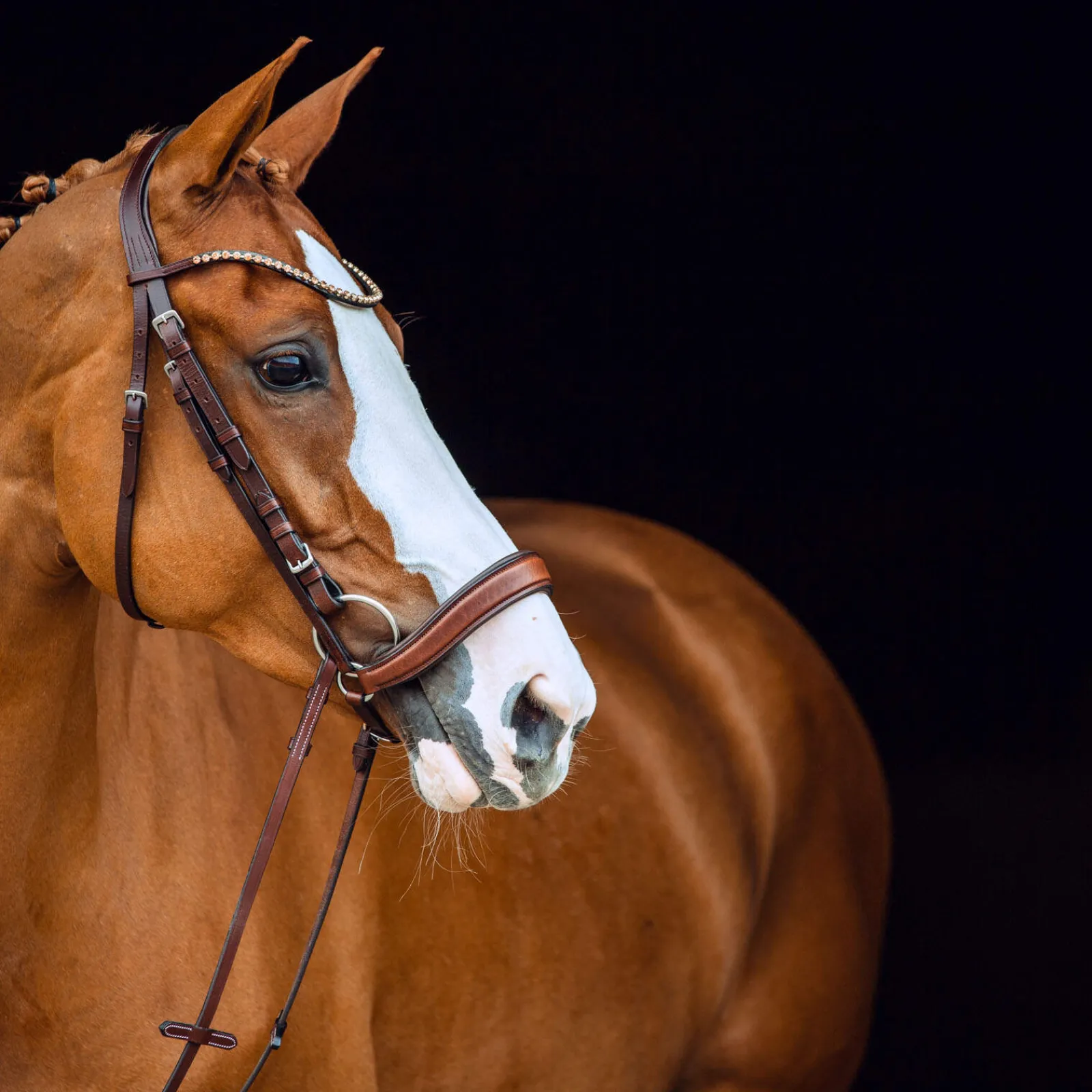 Online Positano Anatomic Hannover Bridle Pony Bridles & Halters|Bridles & Nosebands
