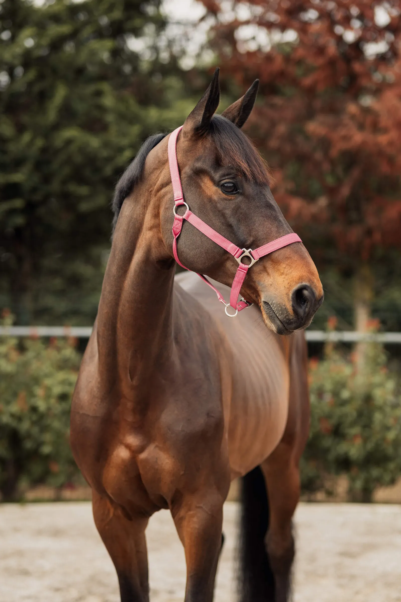 Clearance Rose Tonique Halter Headcollars & Halters