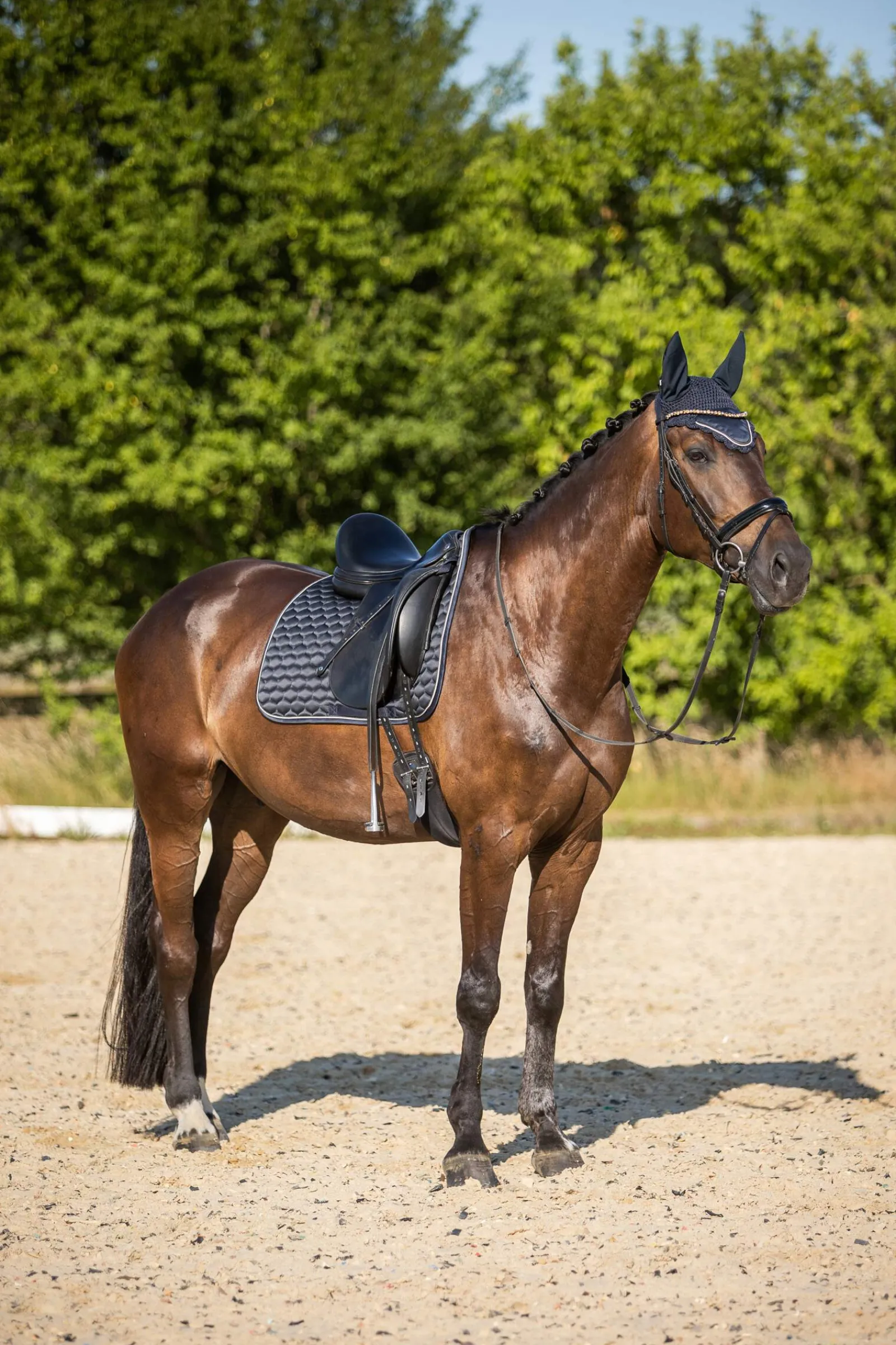 Online Sandnes Dressage Saddle Pad Dressage Saddle Pads