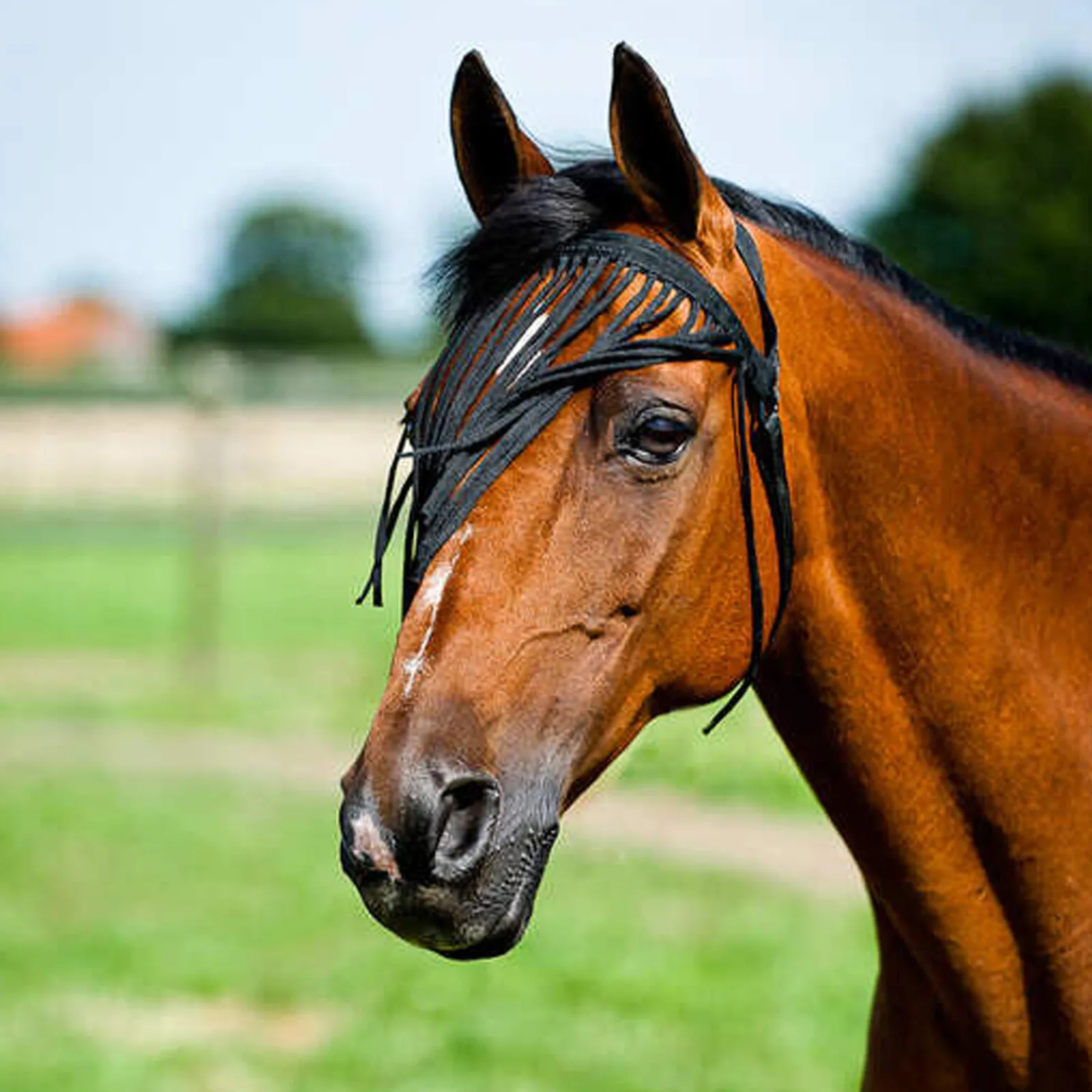 Hot Simple Fly Fringe Veil Fly Masks & Fringes|Fly Masks & Fringes
