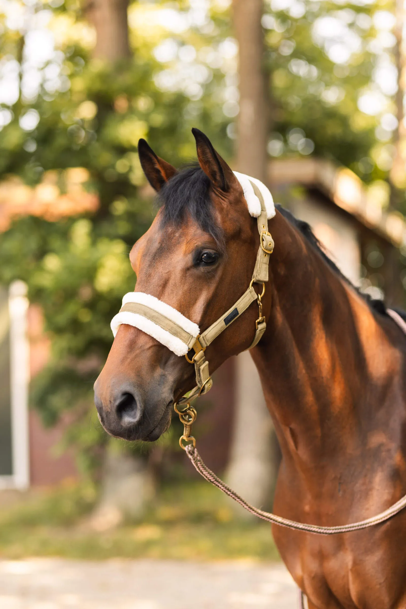 Best St. Moritz Halter Headcollars & Halters