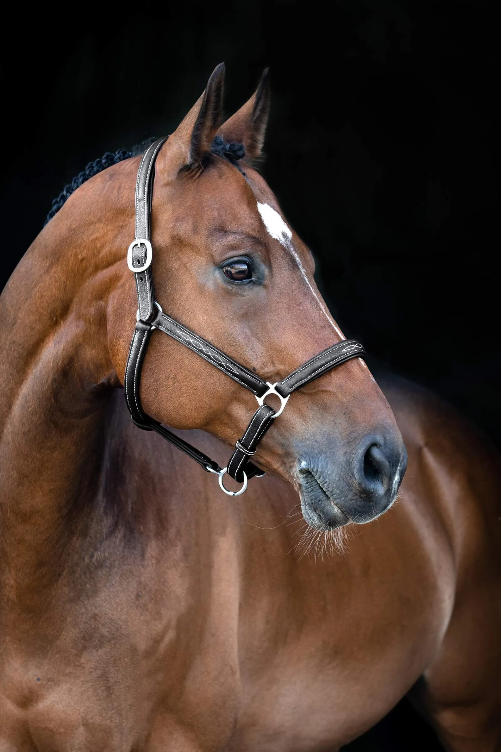 Discount Warren Soft Leather Halter Leather Headcollars