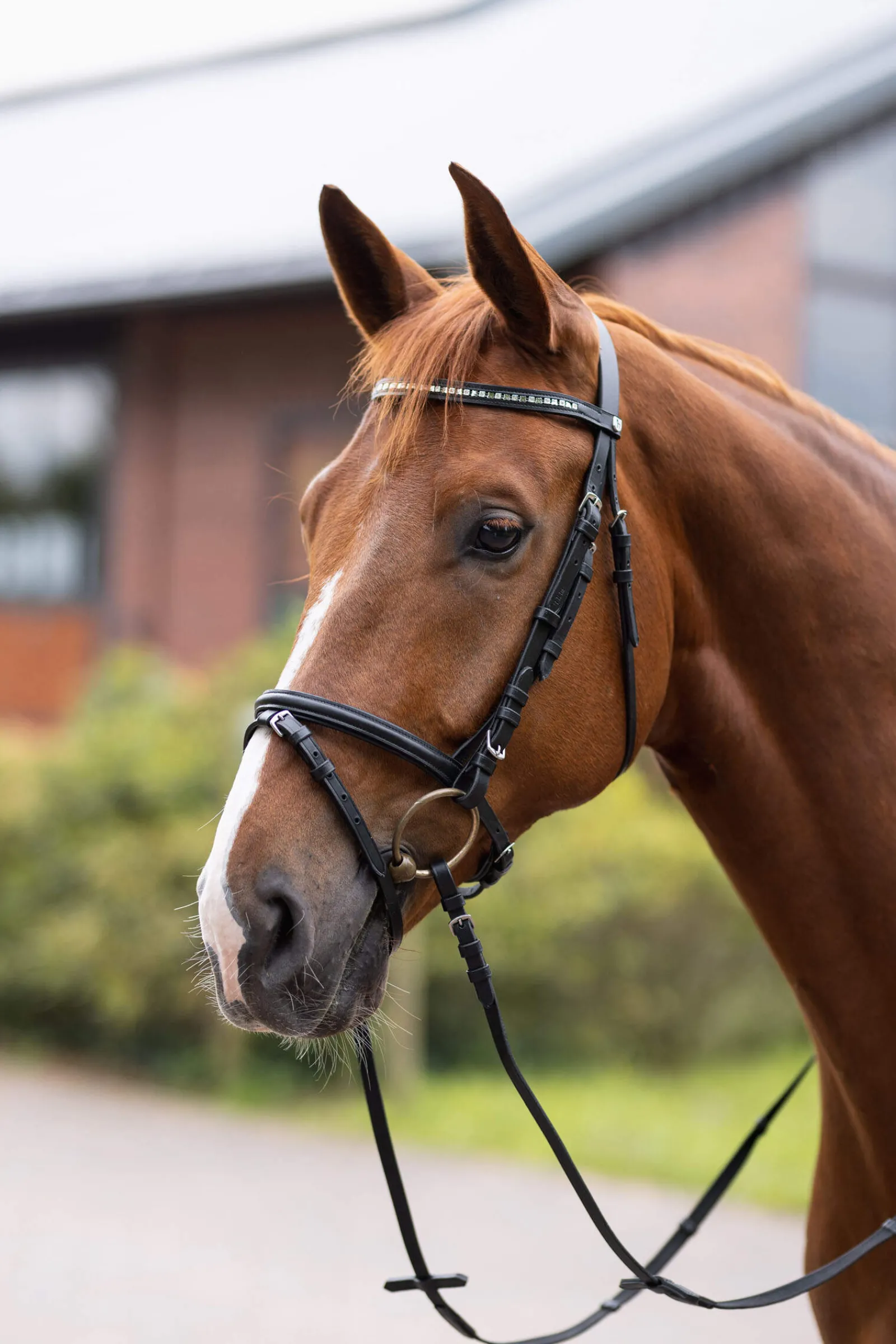 Best Weston Bridle Pony Bridles & Halters|Bridles & Nosebands