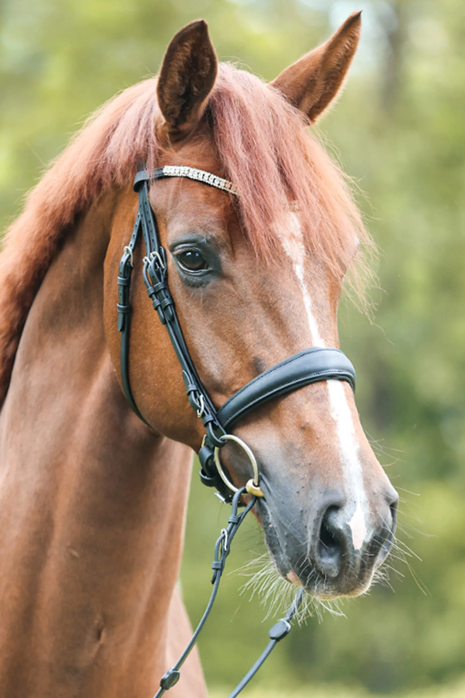 Outlet Bridle Everlyn crank nb-flash Bridles & Nosebands