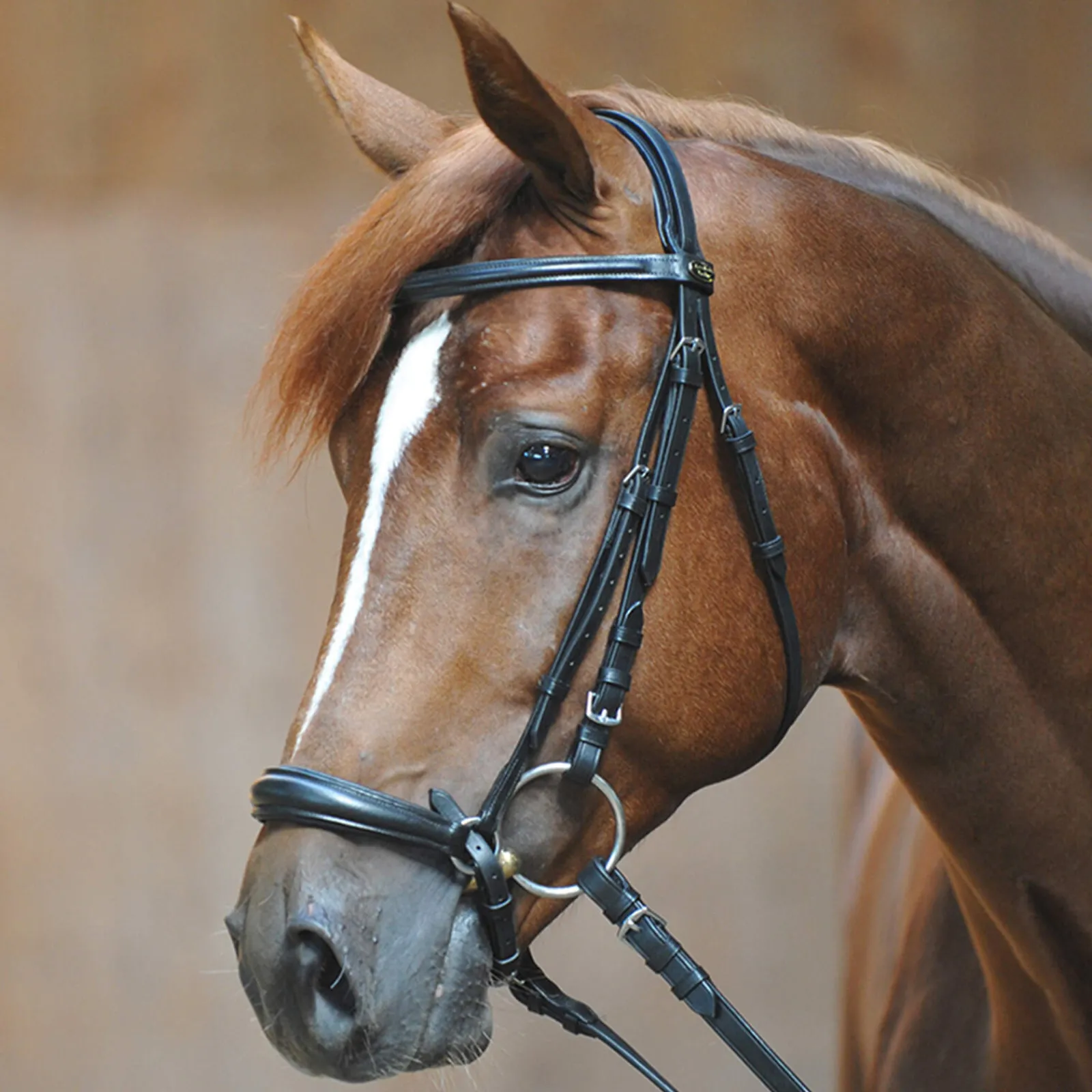 Outlet Bridle Line Ecoline, drop noseband Pony Bridles & Halters|Bridles & Nosebands