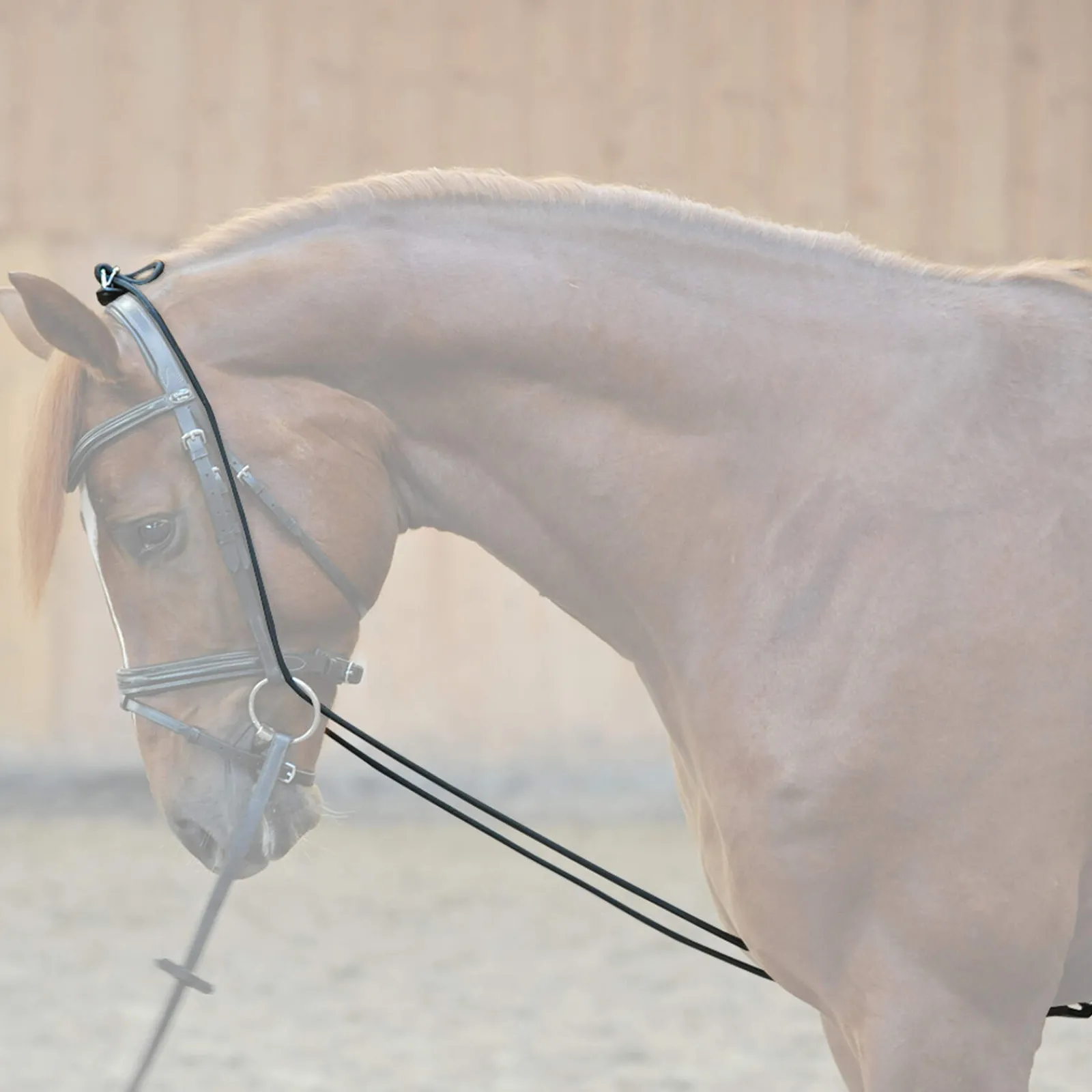 Online Bungie, elastic Lunge Lines & Lunging Ropes|Lunge Lines & Lunging Ropes