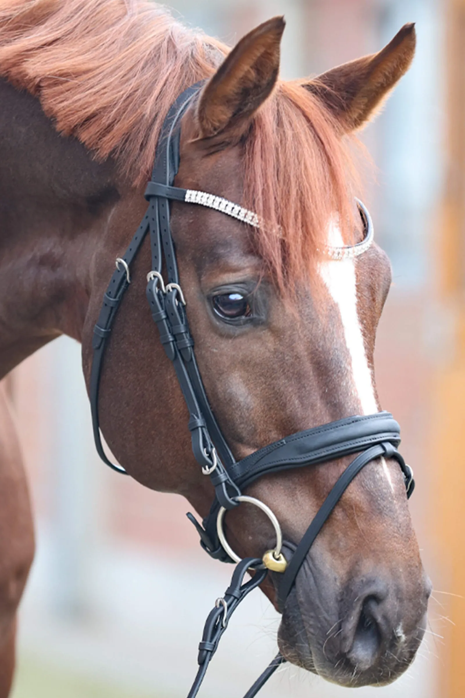 Sale Everness Bridle Pony Bridles & Halters|Bridles & Nosebands
