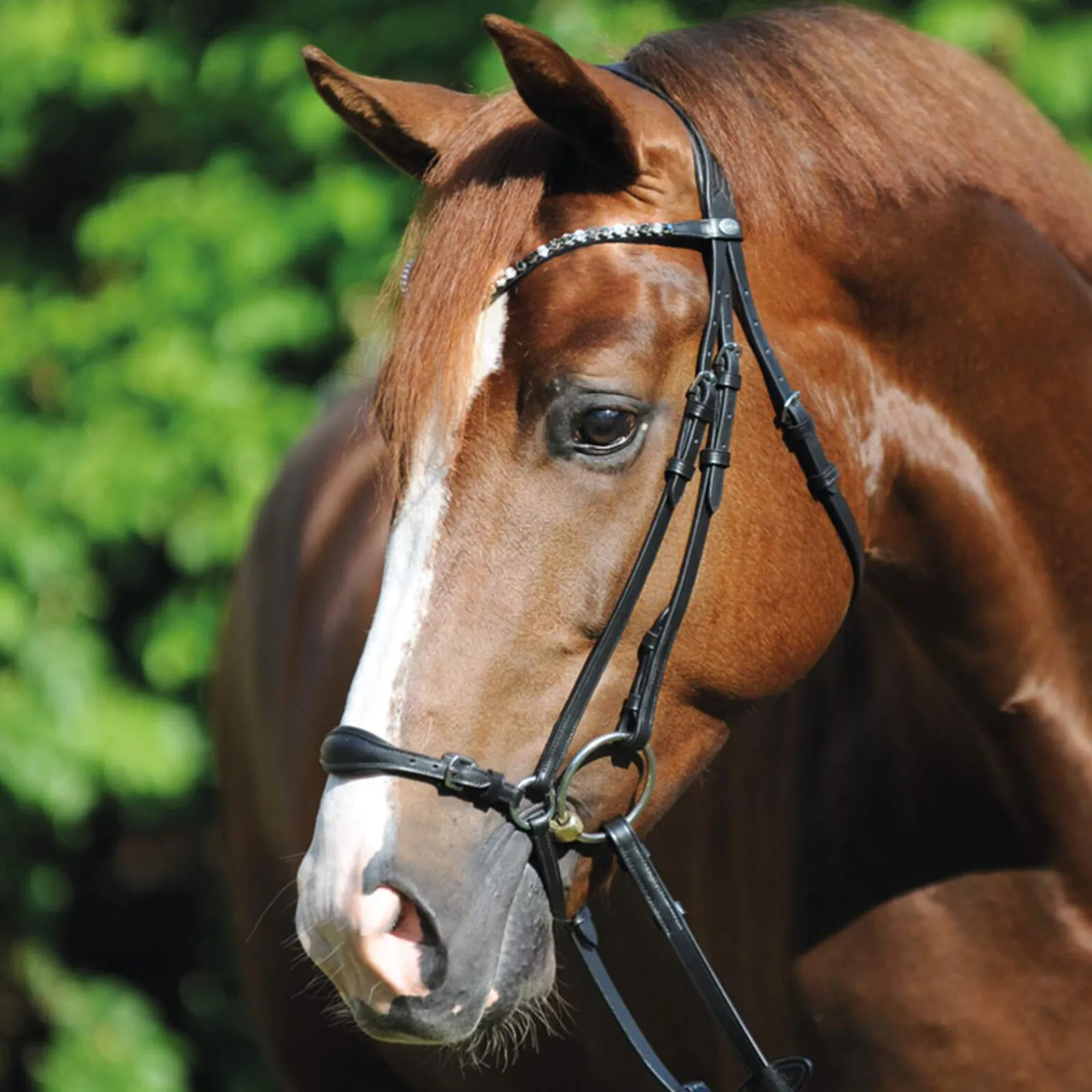 Discount Fiala Bridle Pony Bridles & Halters|Bridles & Nosebands