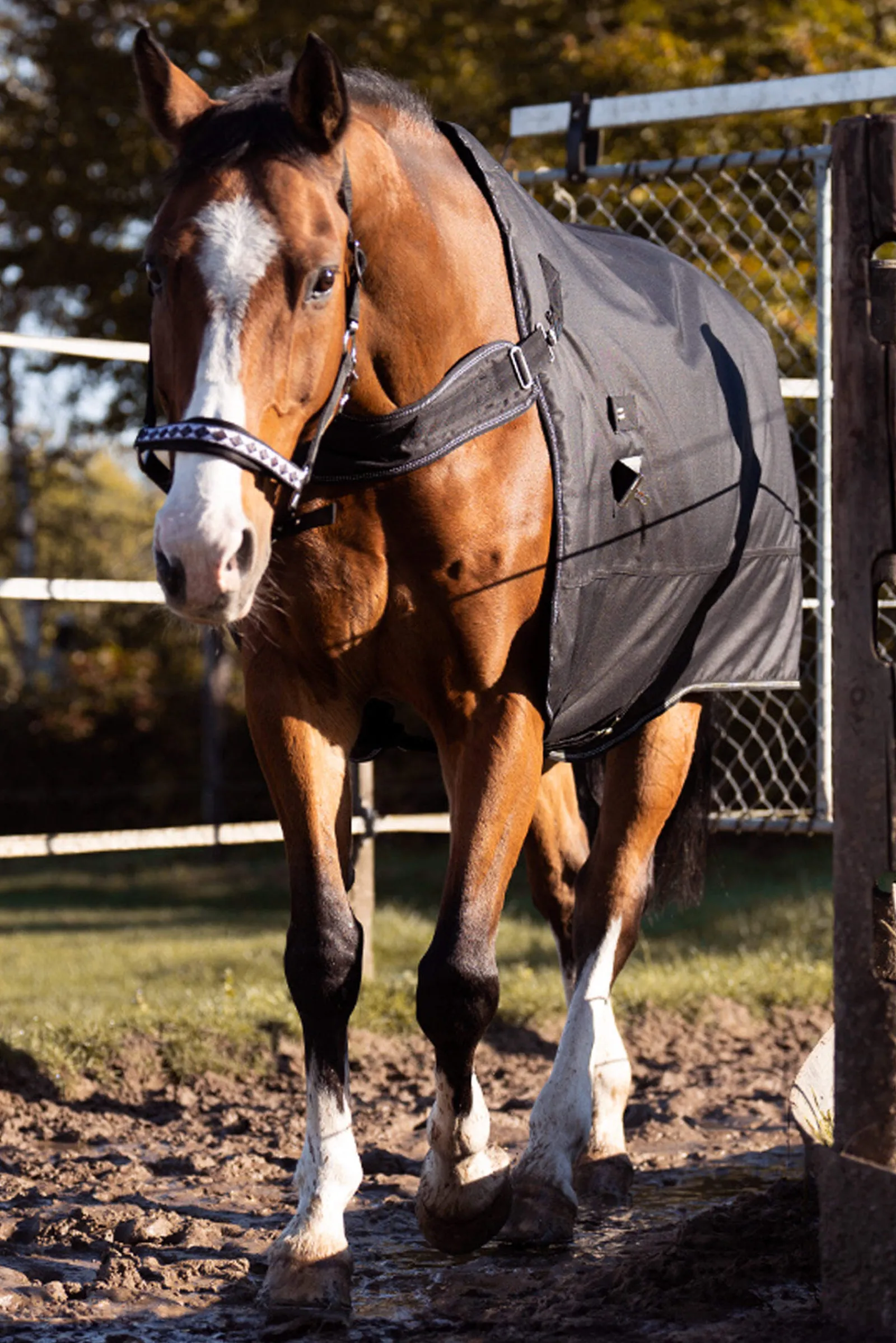 Discount Halifax 2in1 Turnout and Walker Rug 200g Medium & Heavyweight Turnout Rugs