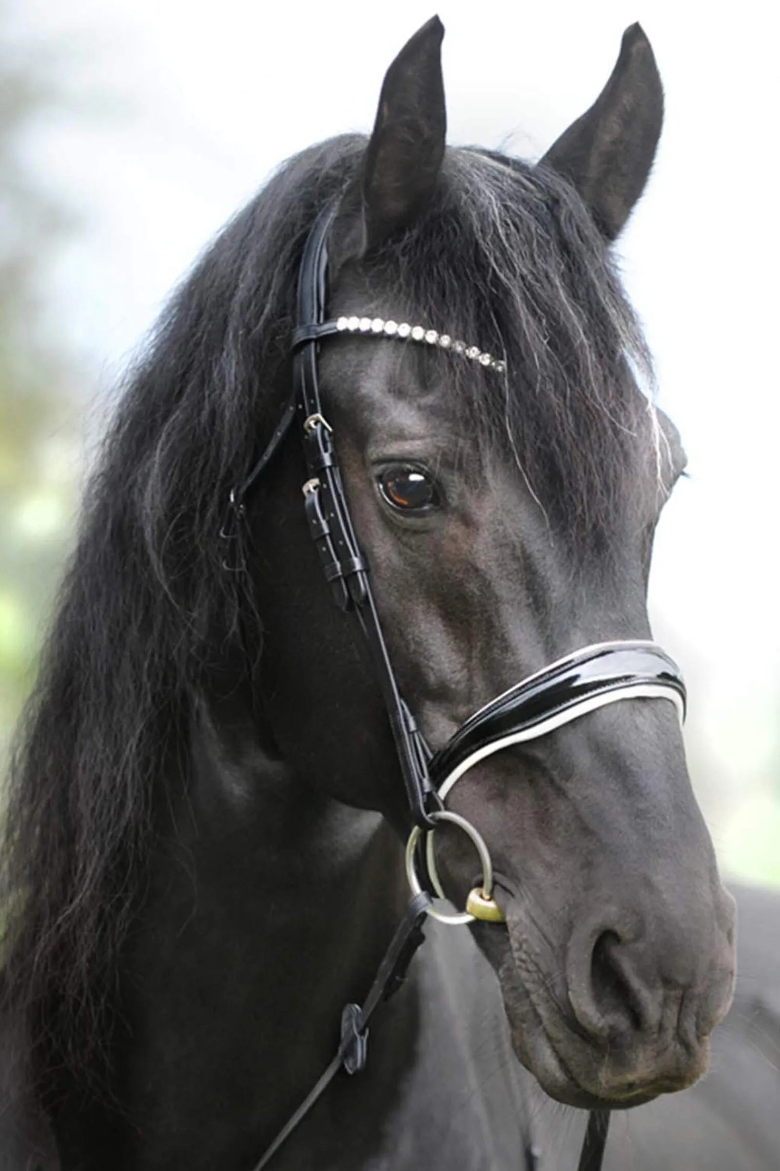 Hot KavalSH4 Juliana English Combined Bridle Pony Bridles & Halters|Bridles & Nosebands