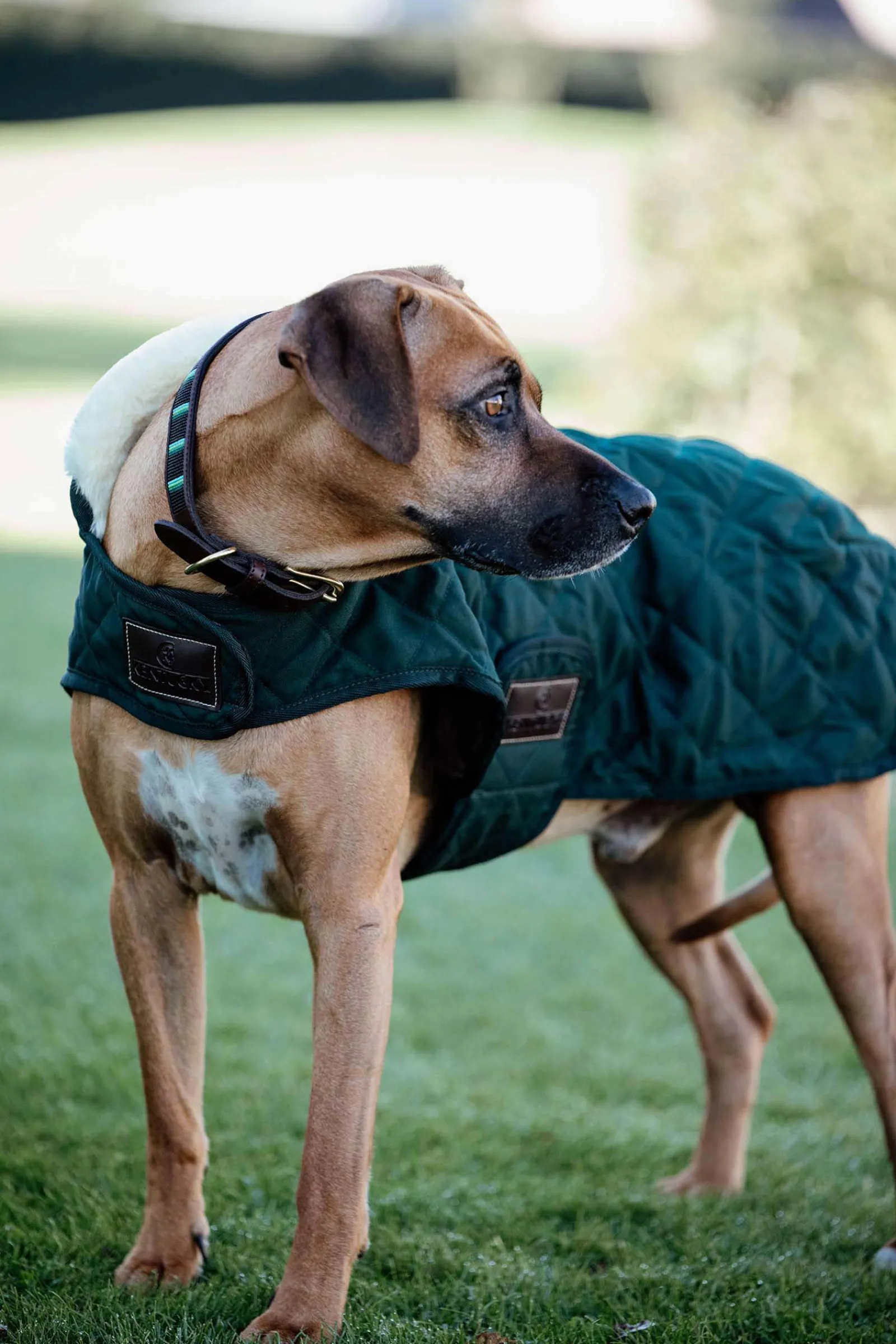 Online Kentucky Dogwear Dog Coat Waterproof Dog Rugs & Coats