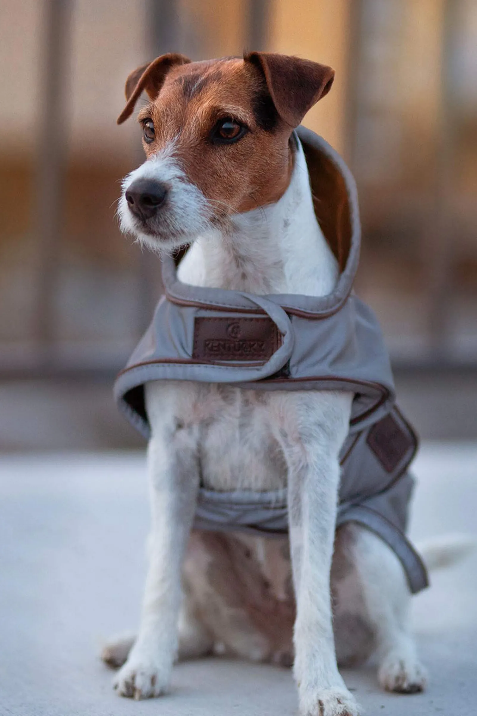 Discount Kentucky Dogwear Dog Coat Reflective & Water Repellent Dog Rugs & Coats