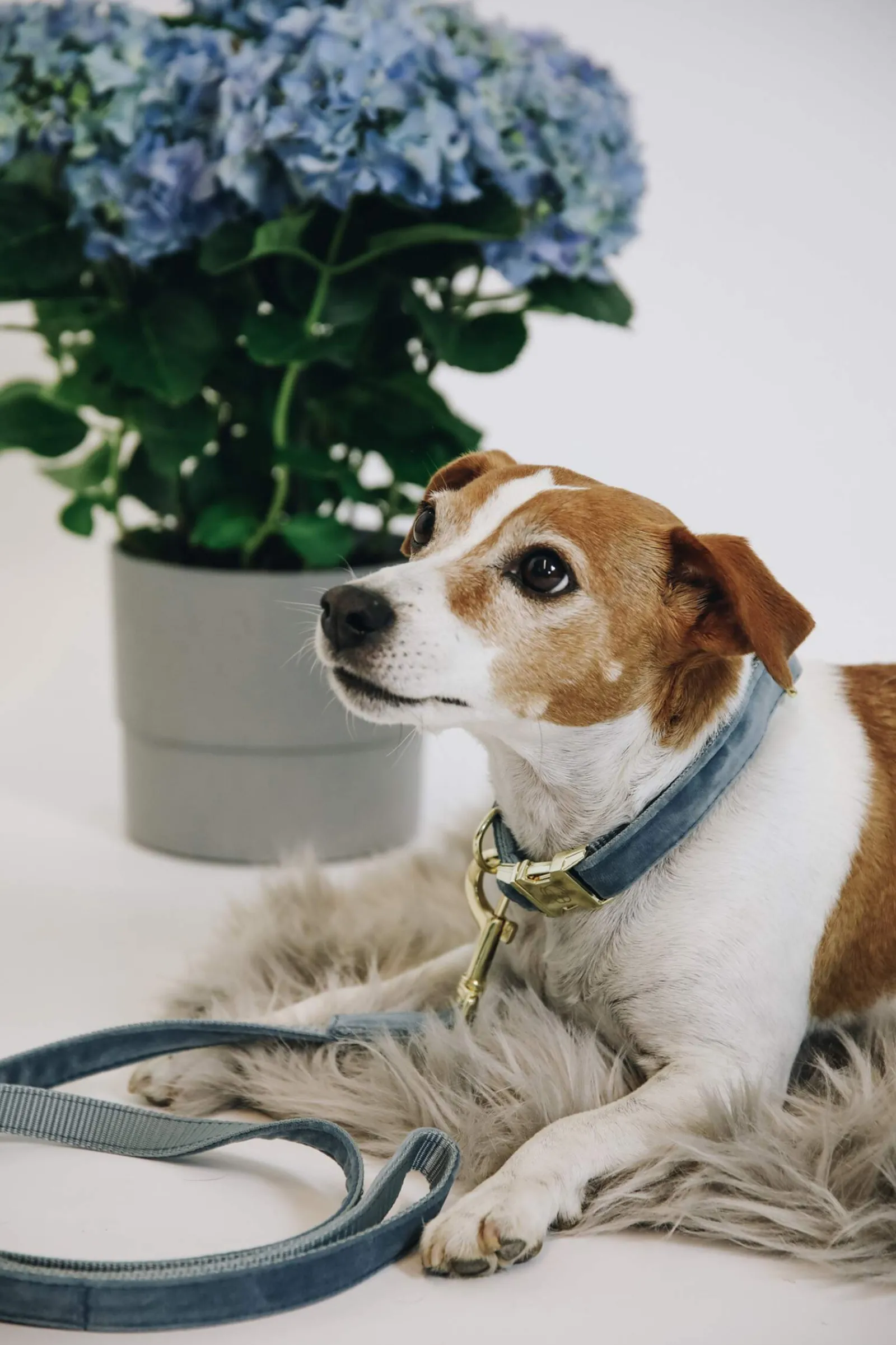 New Kentucky Dogwear Dog Lead Velvet Dog Collars