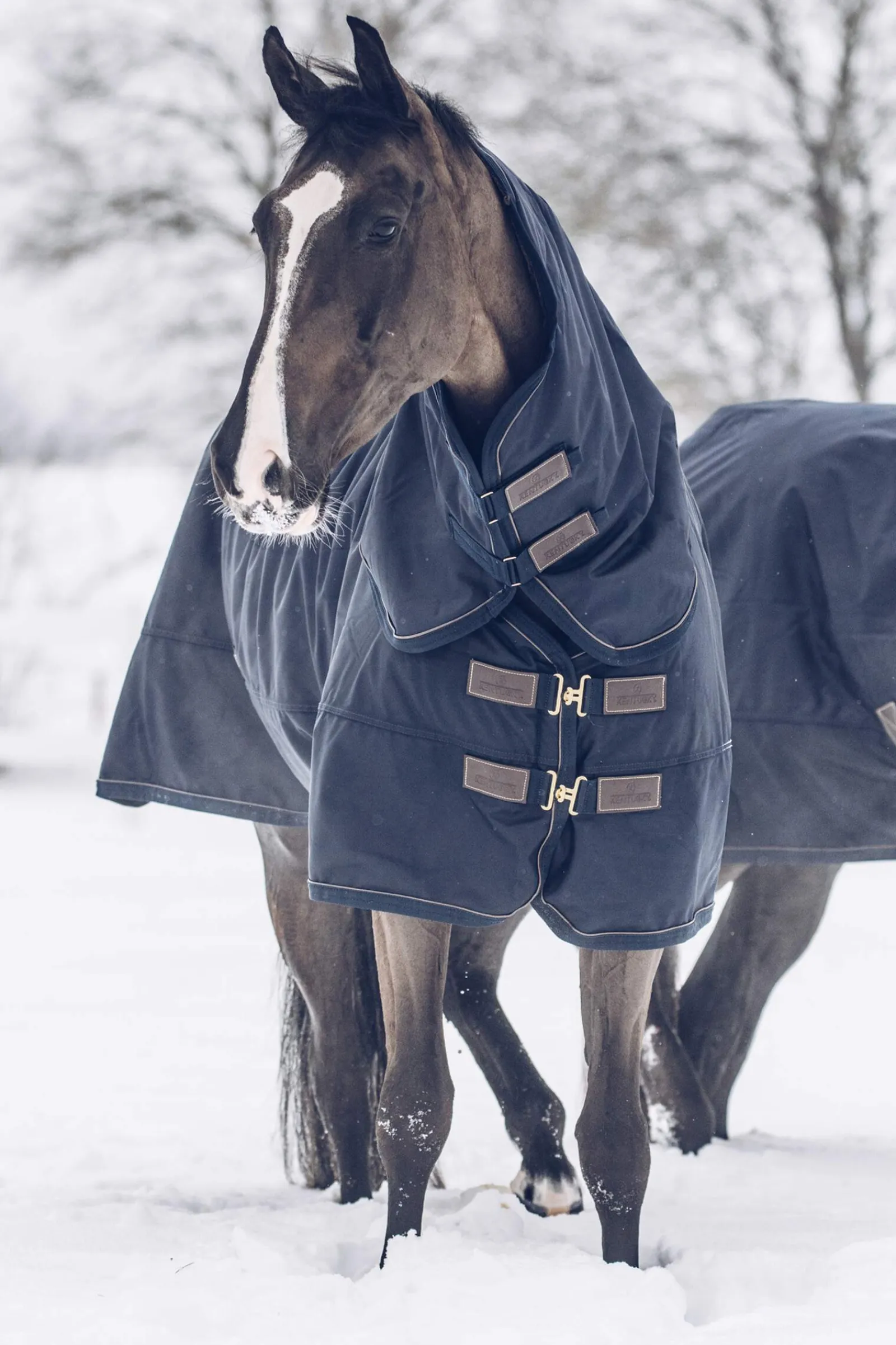 Clearance Horsewear Turnout Rug All Weather Waterproof Classic, 300g Medium & Heavyweight Turnout Rugs