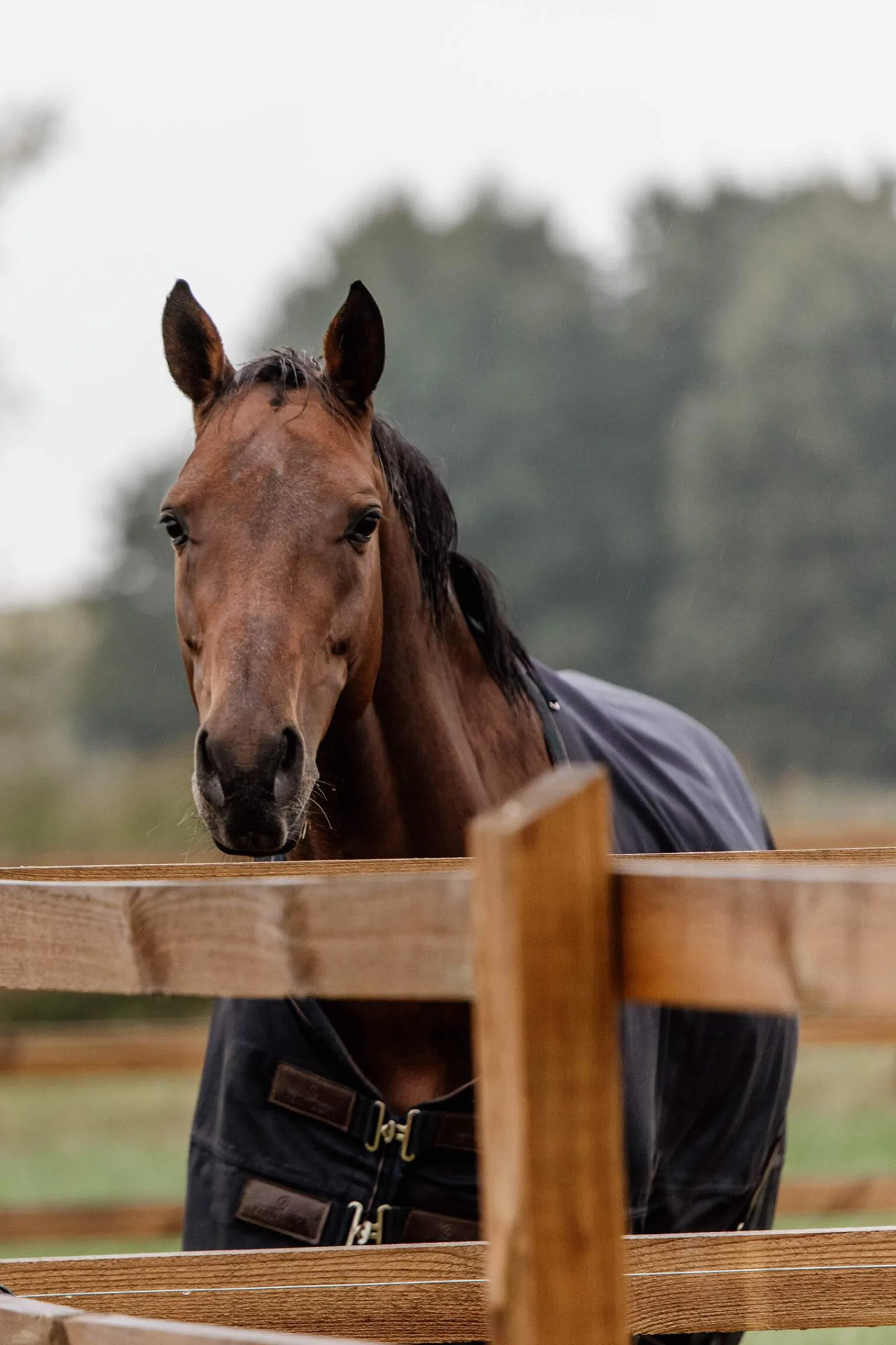Outlet Horsewear Turnout Rug All Weather, 300g Medium & Heavyweight Turnout Rugs