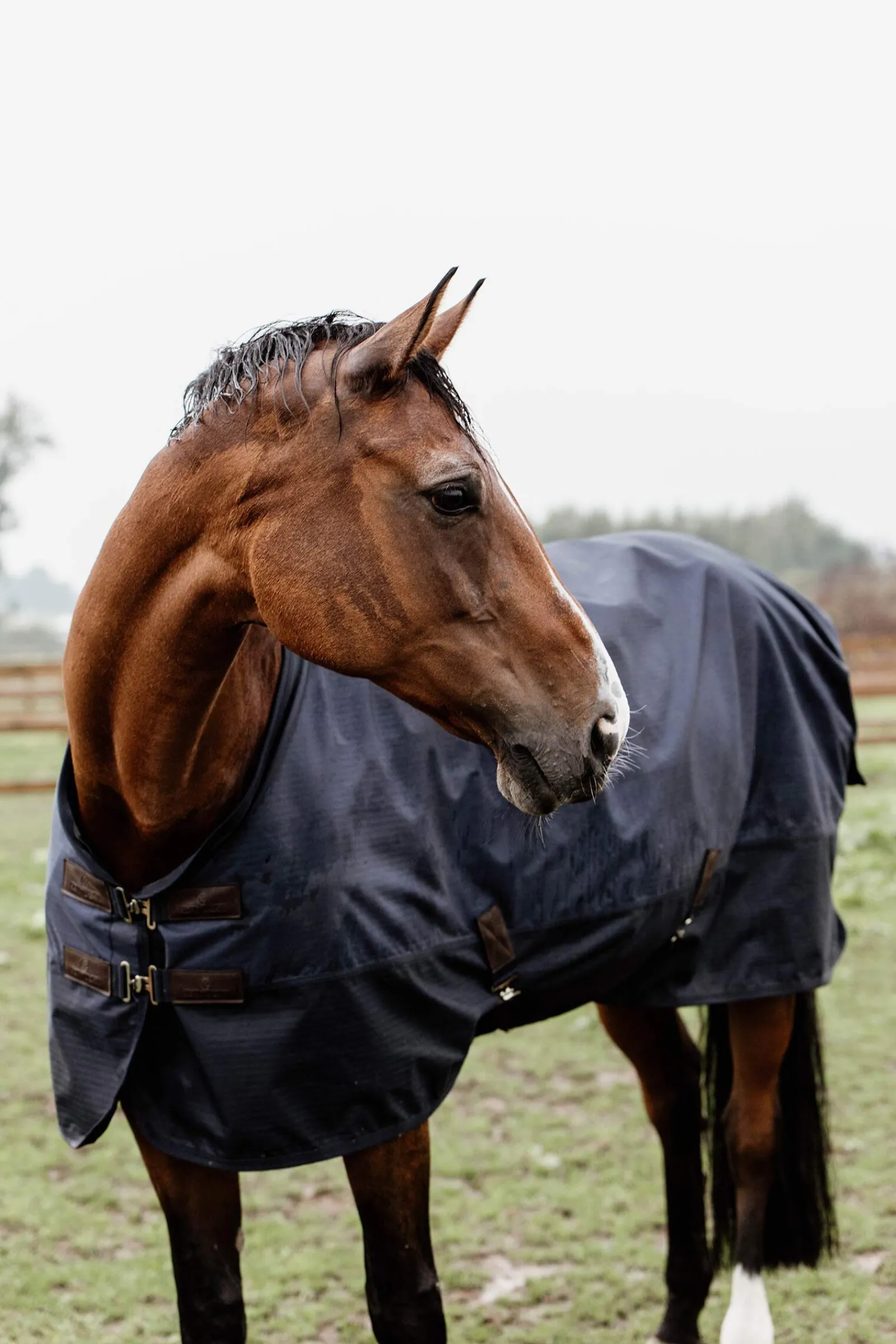 Outlet Horsewear Turnout Rug All Weather, 300g Medium & Heavyweight Turnout Rugs