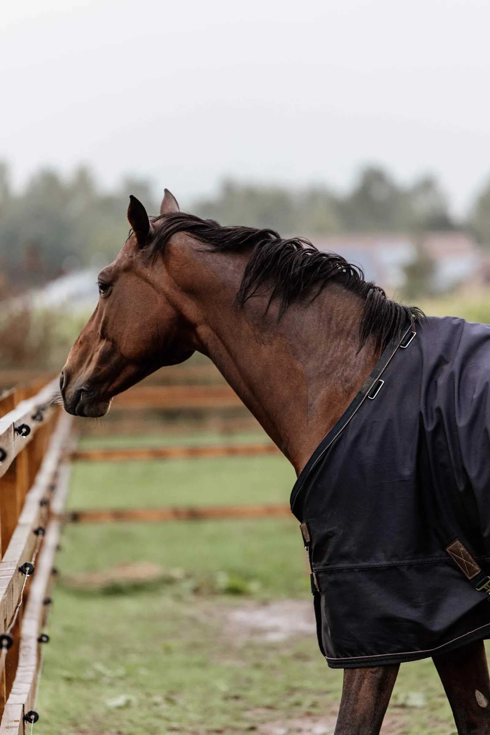 Outlet Horsewear Turnout Rug All Weather, 300g Medium & Heavyweight Turnout Rugs