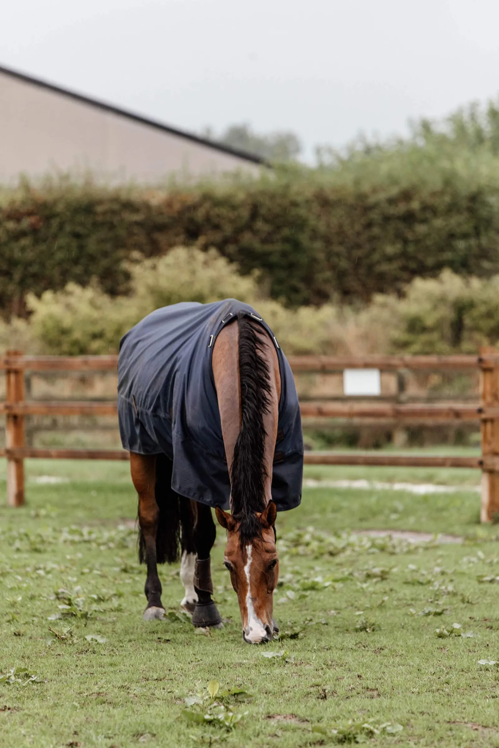 Outlet Horsewear Turnout Rug All Weather, 300g Medium & Heavyweight Turnout Rugs