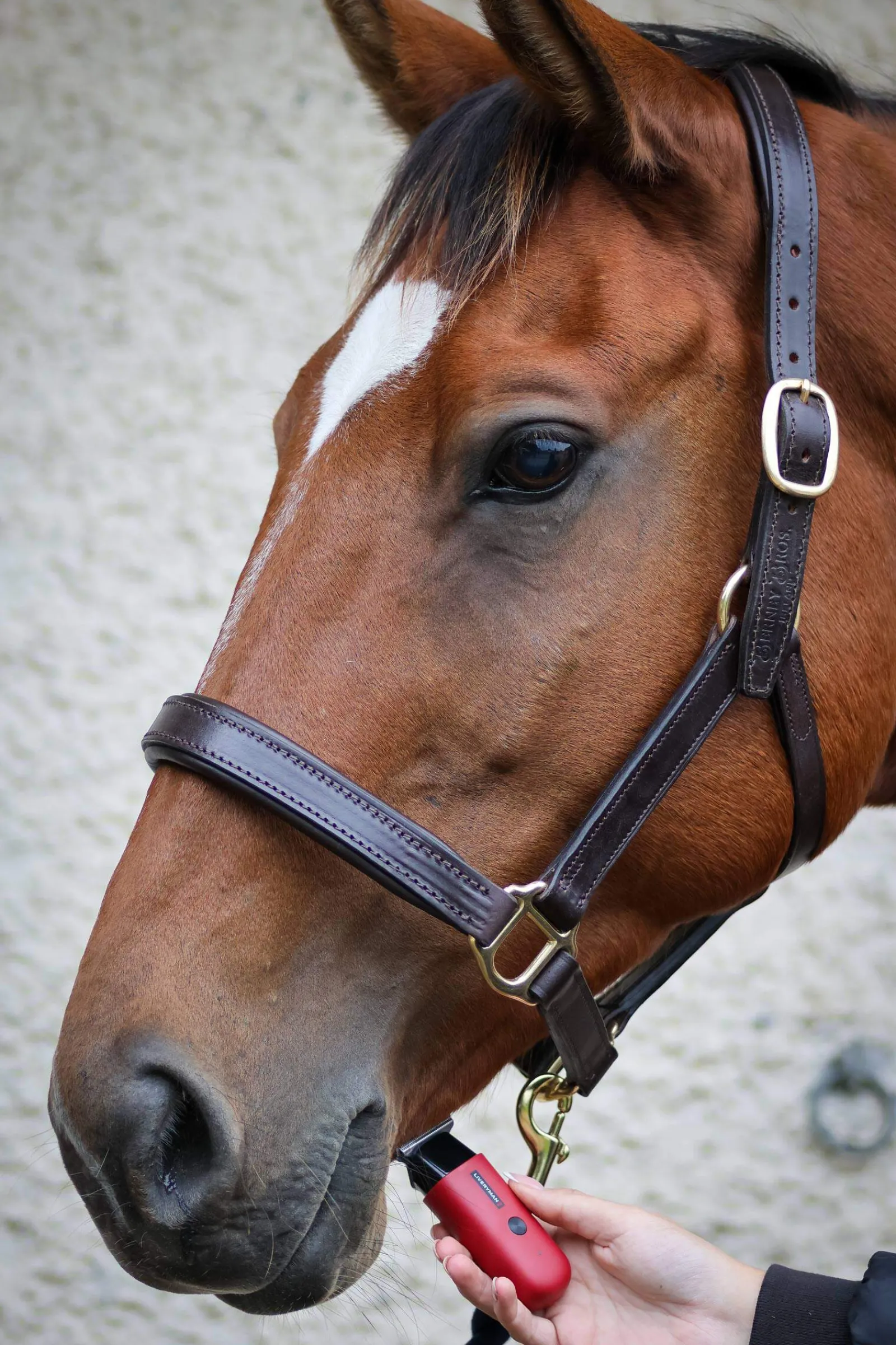 Outlet Robin Equine Trimmer Clipping & Trimming
