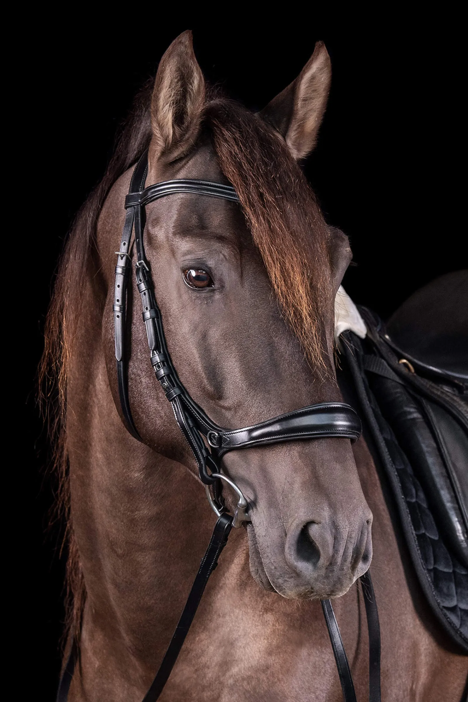 New Schockemöhle Sports Equitus Theta 3in1 Bridle Bridles & Nosebands