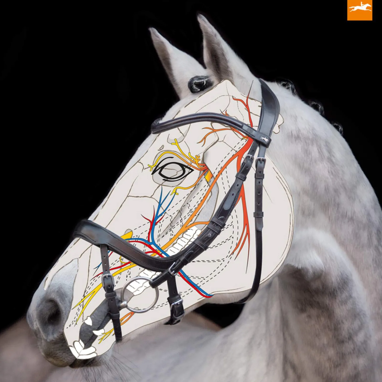 Hot Schockemöhle Sports Equitus Alpha Bridle Pony Bridles & Halters|Bridles & Nosebands