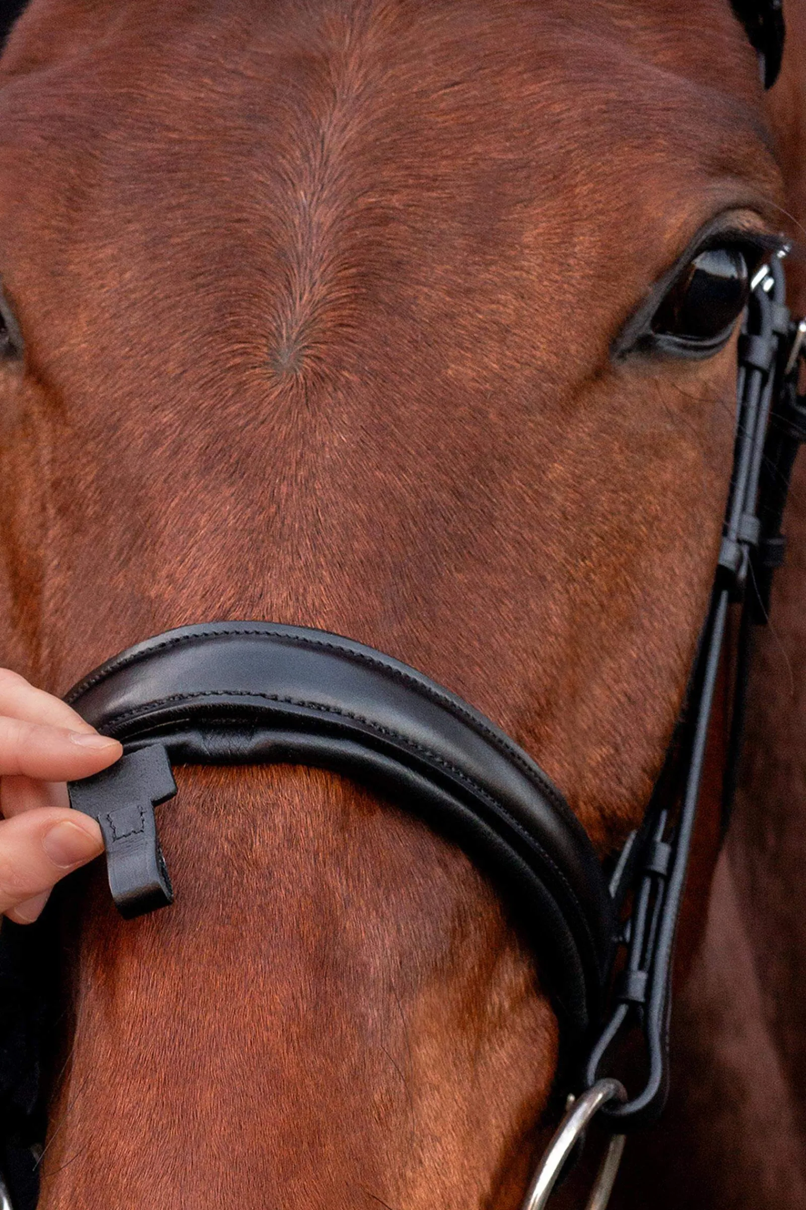 Fashion Schockemöhle Sports Malaga Bridle Pony Bridles & Halters|Bridles & Nosebands