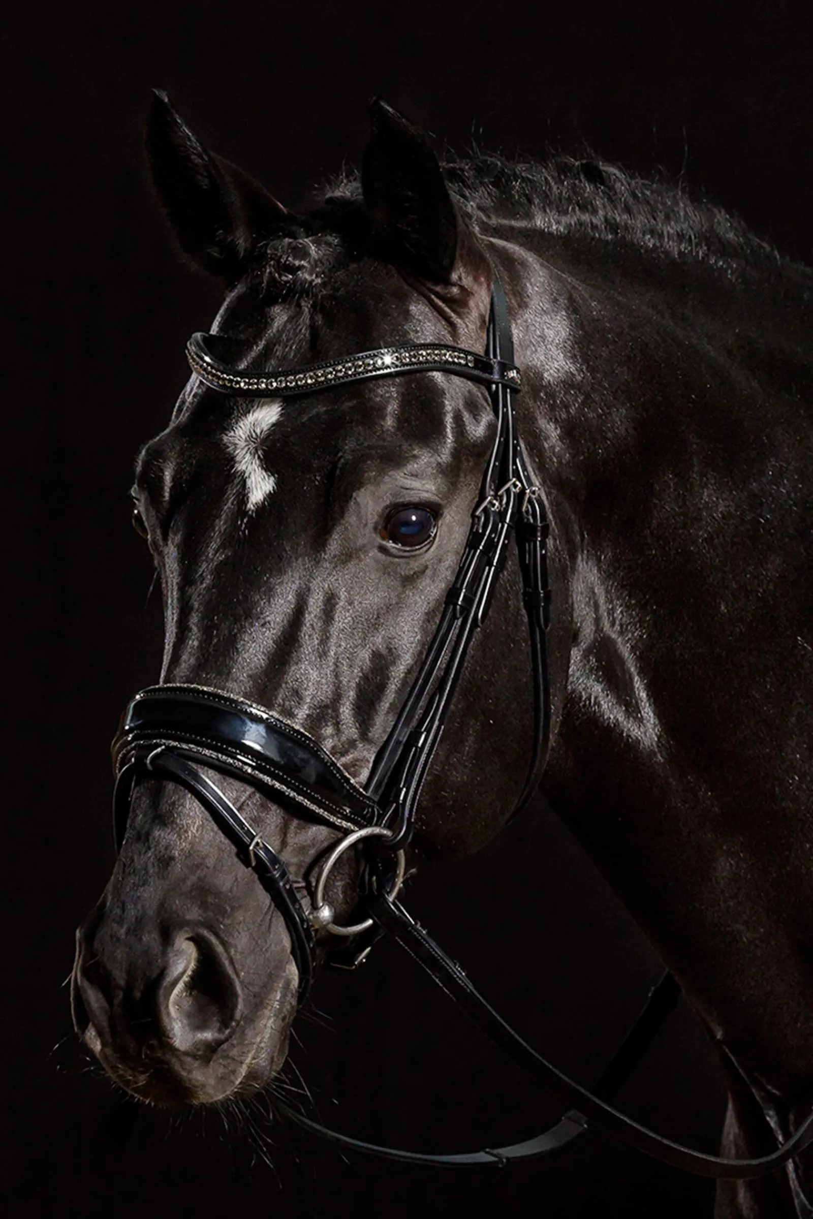 Discount Schockemöhle Sports Stanford Glam Bridle Pony Bridles & Halters|Bridles & Nosebands