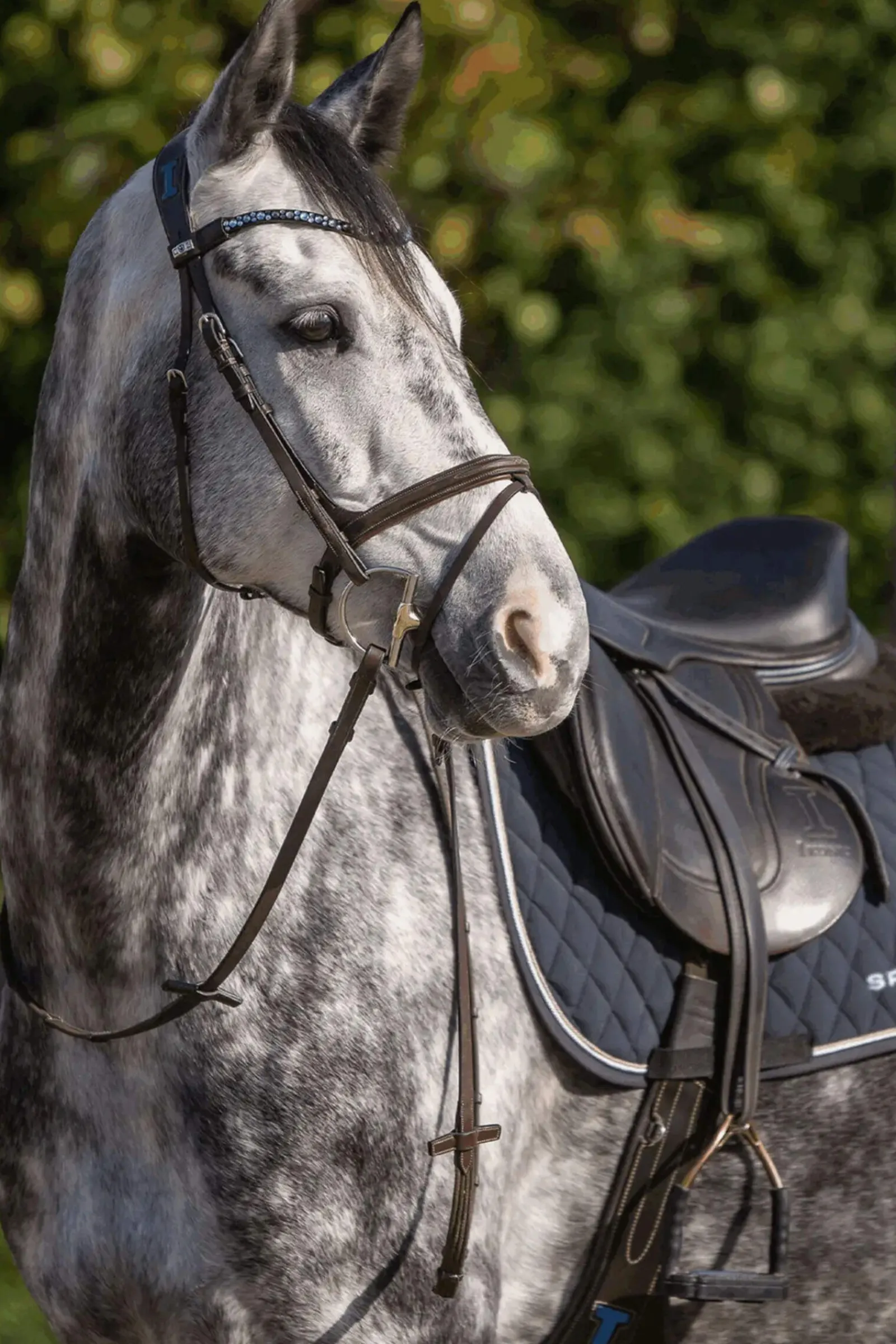 Outlet Dynamic RS Hunter D-Ring Snaffle 14mm Single Jointed Sensogan 70mm D-Ring D-ring Snaffle