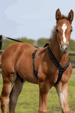 Sale Foal Harness Headcollars & Halters