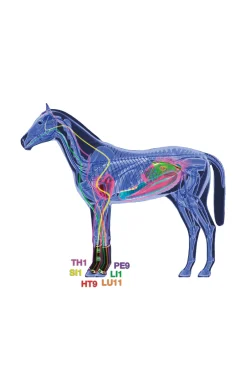 Discount Therapeutic Support Boot Air front Horse Boots